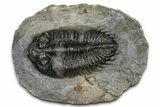 Bargain, Bug-Eyed Coltraneia Trilobite Fossil - Ofaten, Morocco #368598-3
